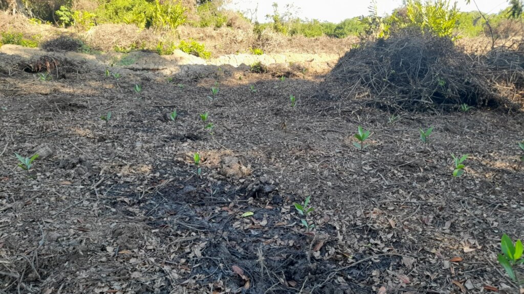 Women Restoring Life to the Mangroves
