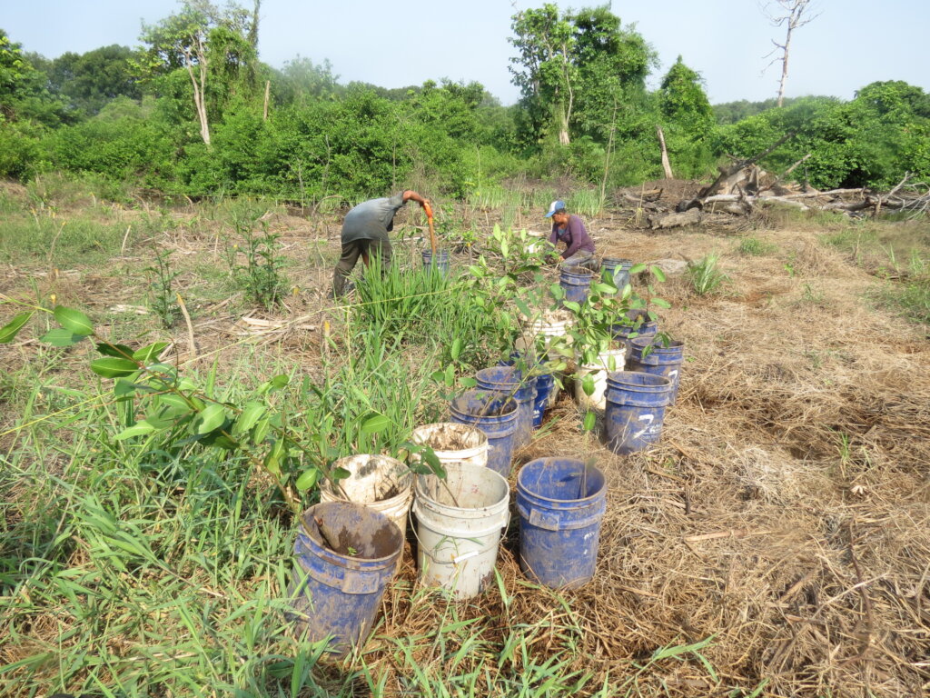 Women Restoring Life to the Mangroves
