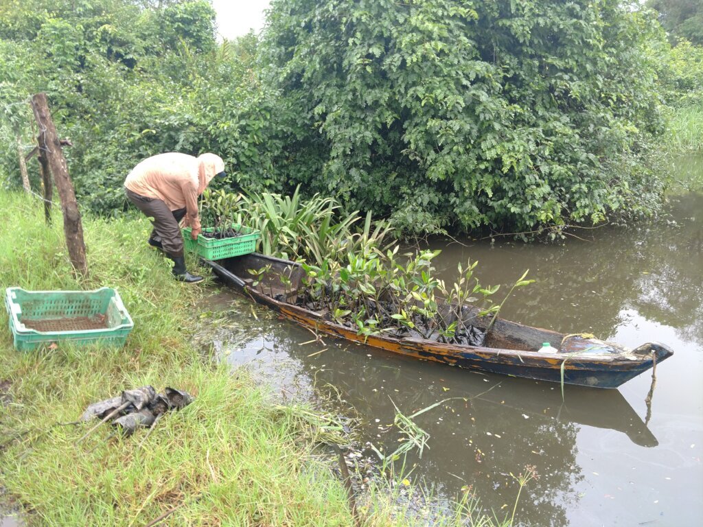 Women Restoring Life to the Mangroves