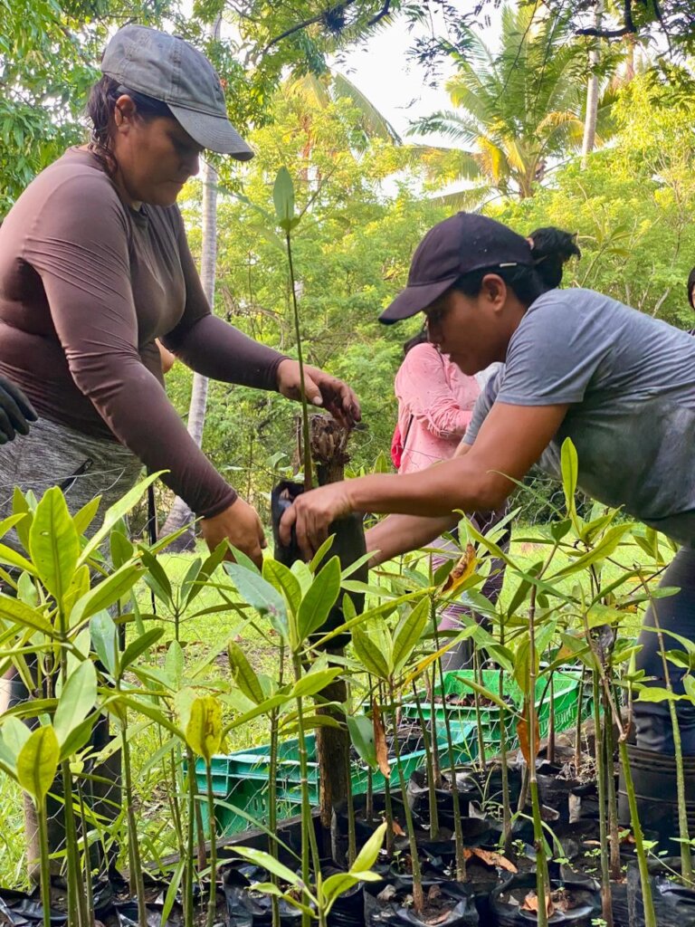 Women Restoring Life to the Mangroves