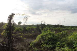 potential restoration area
