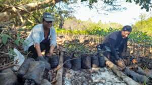 mangrove nursery maintenance