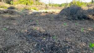 mangrove direct seeding
