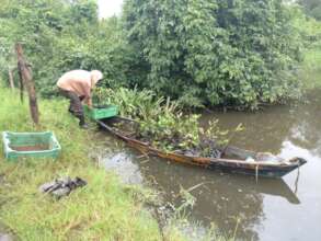 Mangrove saplings ready for planting