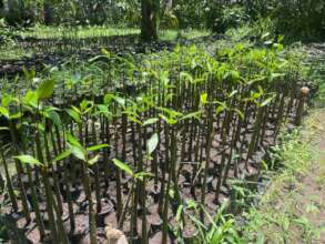 red mangrove plants