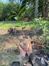 white mangrove plant, developed in our nursery