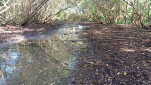 silted channels