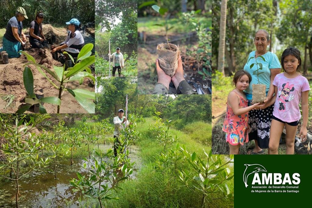 Women Restoring Life to the Mangroves