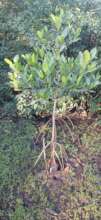 plant planted more than six months ago