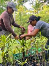 plant transfer
