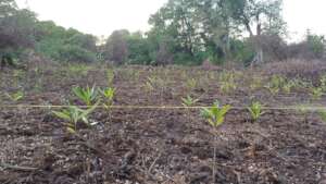 planted seedlings