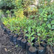 plants before planting