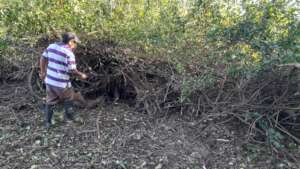 weed cutting