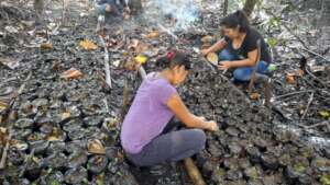working in mangrove nursery