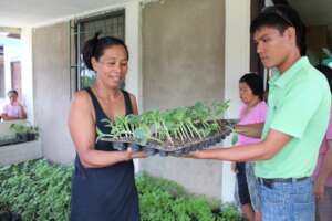 Providing vegetable gardening inputs