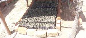 Tree Seedlings ready for transplanting