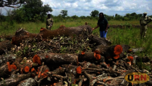 Save the Shea-nut tree campaign