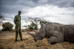 Photo by Ol Pejeta Conservancy