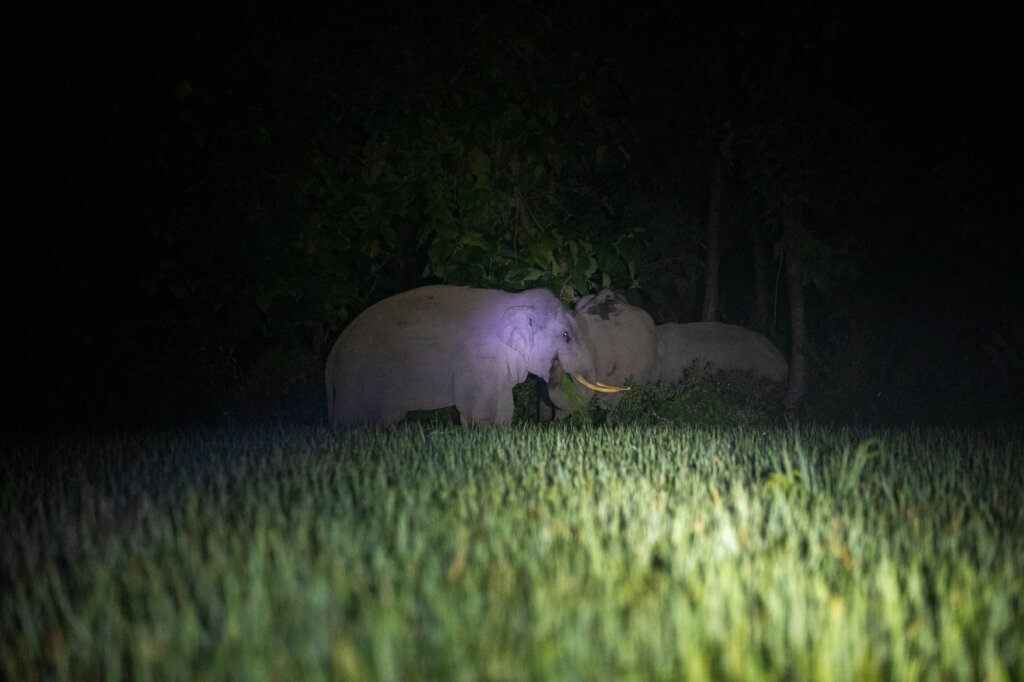 Northern Field Fencing Project