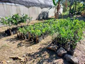 Trees for agroecology plots