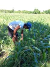 Corn Field
