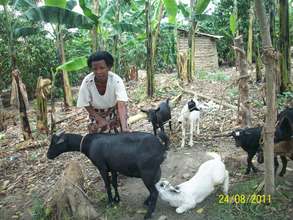 Jackline with her goats