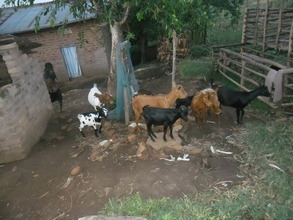 The goats that manipulated