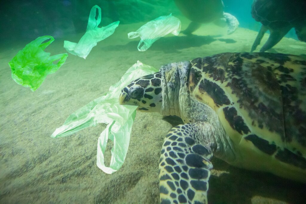 Recycle 10t of Plastics & Support Entrepreneurs