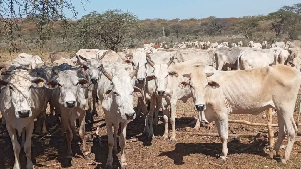 Save the lives of 200,000 drought victims