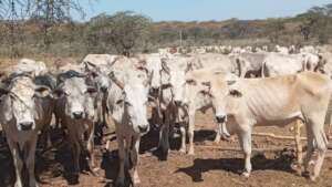 pastoralists suffering by drought