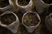 Indigenous Tree Nursery in Zimbabwe