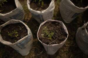 Indigenous Tree Nursery in Zimbabwe