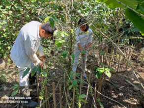 Students in agroforestry