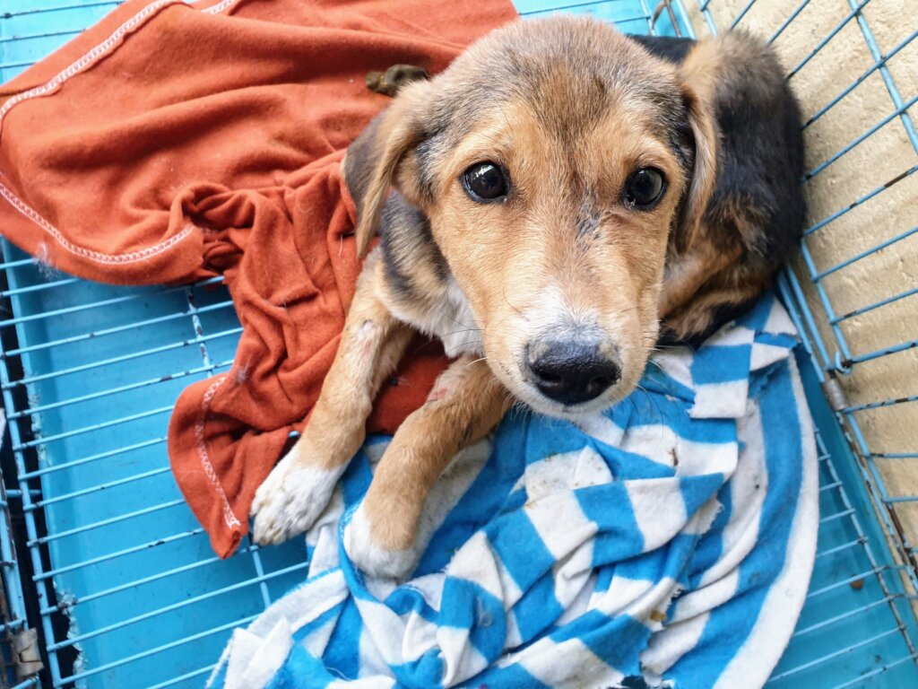 Train 6 Vets and Spay/Neuter 300 Street Dogs