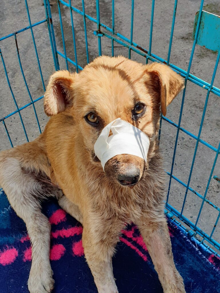 Train 6 Vets and Spay/Neuter 300 Street Dogs