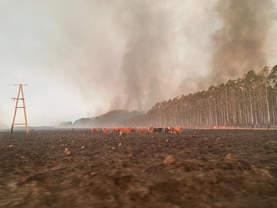 Argentina Is Burning: Help Volunteer Firefighters!