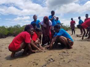 Students planting mangrove seedlings