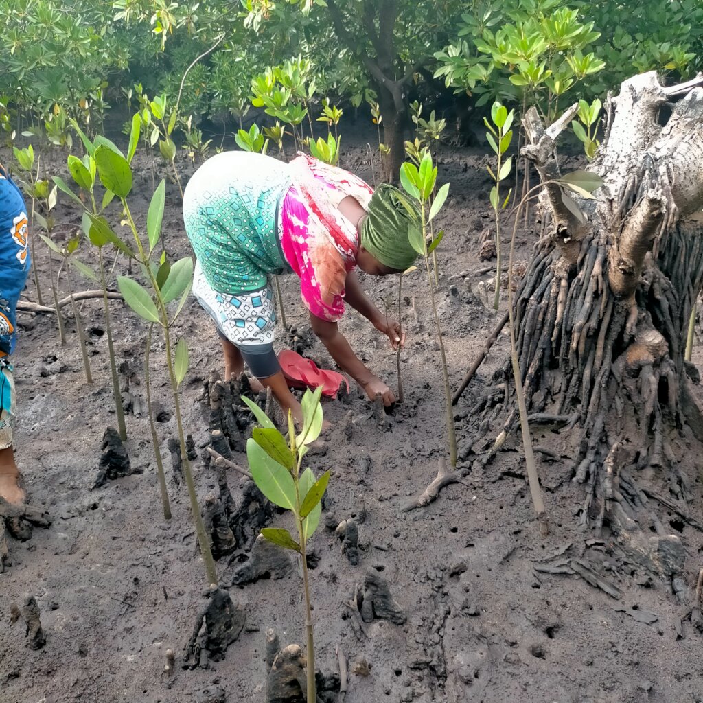 Women saving mangroves in Kenya!