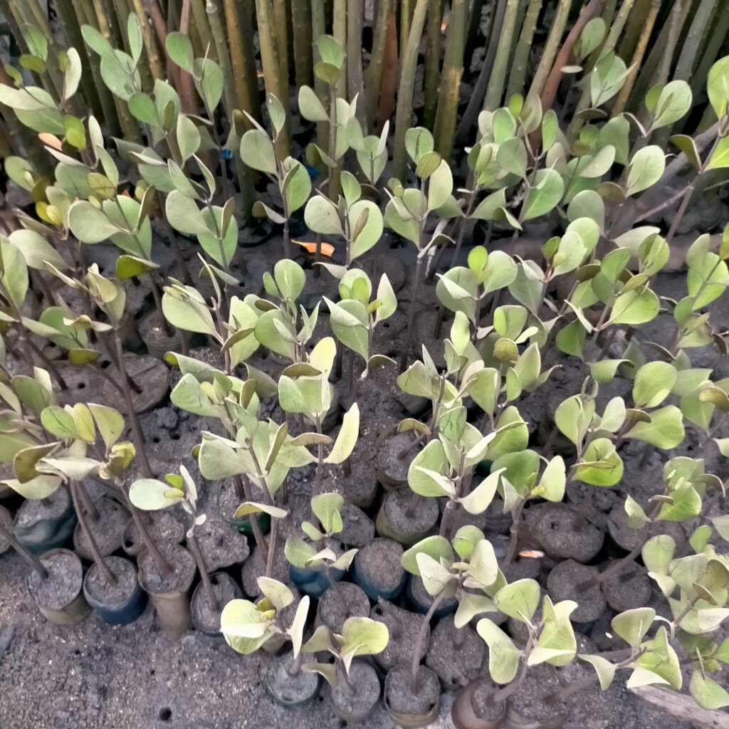 Women saving mangroves in Kenya!