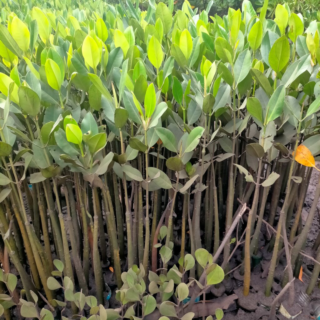 Women saving mangroves in Kenya!