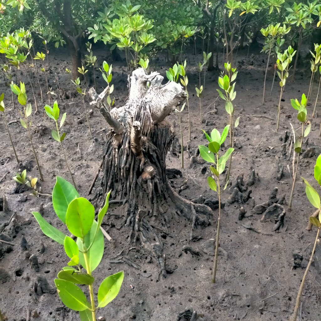 Women saving mangroves in Kenya!