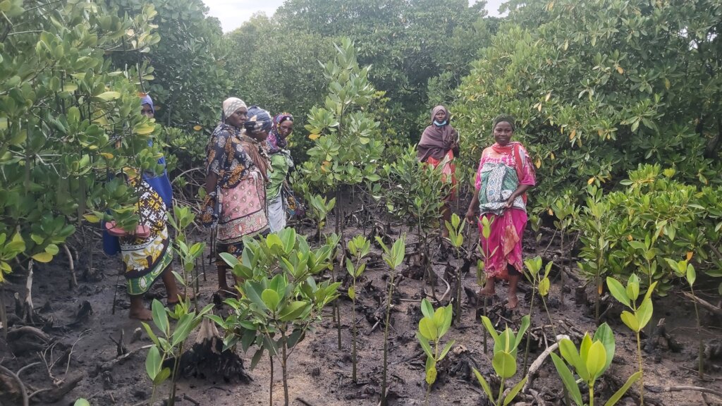 Women saving mangroves in Kenya!