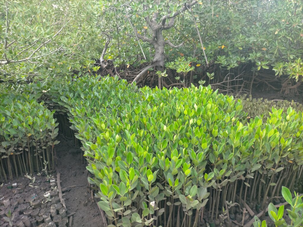 Women saving mangroves in Kenya!