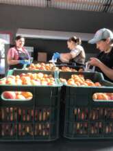 First apricots of the season, fuzzy little ones...