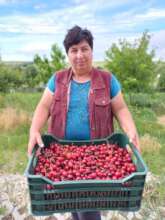 Elena was too modest to bring cherries last year