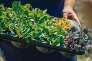 We prepared 3x more seedlings for this year