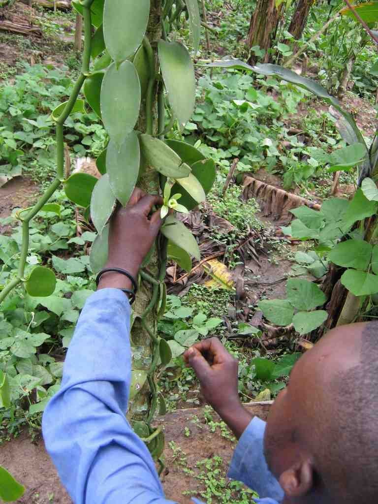 Agriculture Aid for War Affected Communities