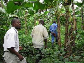 Cocoa Fields