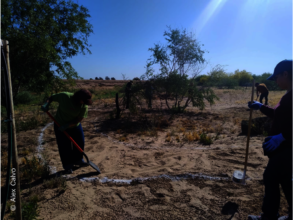 Volunteer working at the interpretative trail
