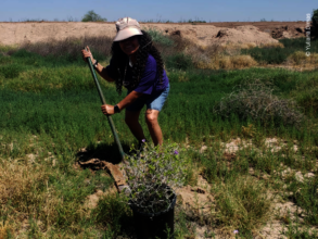 Reforesting a shrub in the Pollinator Garden